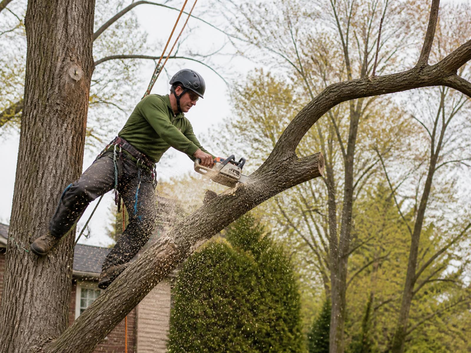 Climber removing a large tree limb in Metro Detroit